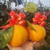 【分仓直发包邮】发财柑（年橘）4个（2对）（拜年专用，精品手提装）（单果500-1250g） 商品缩略图0