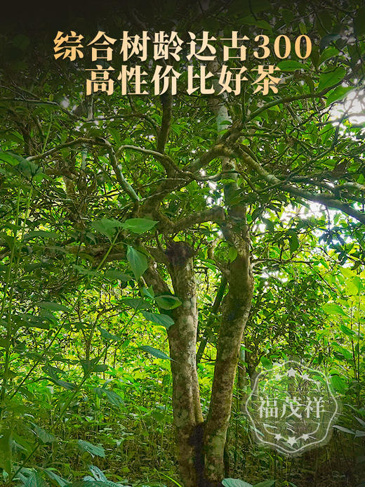 【2025年春茶】【班章】首款不计成本放福利 春茶复制券等你抢 云南勐海茶区班章普洱茶生茶古树茶茶饼200g 商品图5