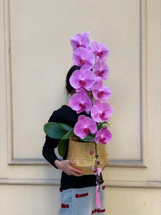 龙马精神——龙兰粉冠军 商品图1