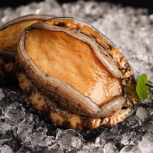 【超市】12头鲍鱼1个约30g 商品图0