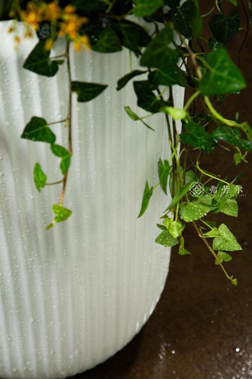 25年 年宵花 组合植物--冬青 商品图4