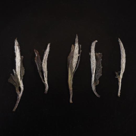 白牡丹 2013年 高年份白牡丹 淡药香  干仓存放 商品图1