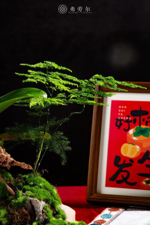 姹紫嫣红 商品图2