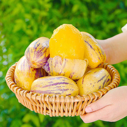 【分仓直发包邮】甘肃民勤沙漠人参果3斤（10-15个）中果， 单果100-150g 商品图3