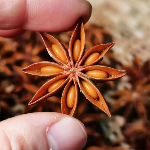 野生不提炼八角 醇香四溢  无硫/不提炼/野生/非嫁接/30年以上老树/深山八角 商品图1