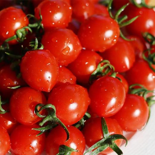 【釜山88玲珑小番茄】果皮薄脆，果肉细腻紧实，每一口都甜到心坎里 果味浓郁 一口爆汁 小番茄界的天花板 商品图0