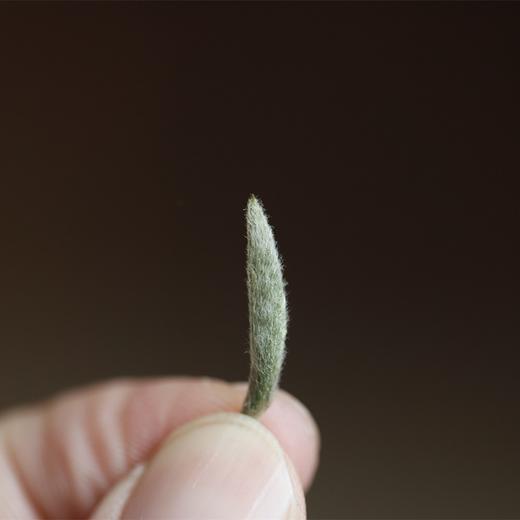 白毫银针 2022年头采芽 毫香 花香 甜香 商品图2