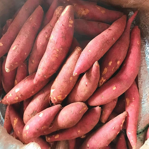 【分仓直发包邮】六鳌地瓜5斤（中小果，单果50-150g） 商品图4