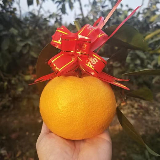 【分仓直发包邮】发财柑（年橘）4个（2对）（拜年专用，精品手提装）（单果500-1250g） 商品图2
