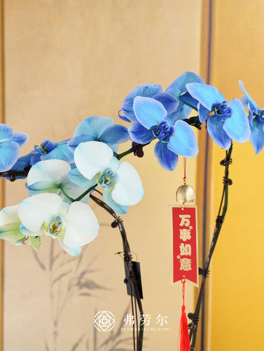 JT锦上添花 商品图2