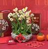 新春快乐——水仙花 商品缩略图0
