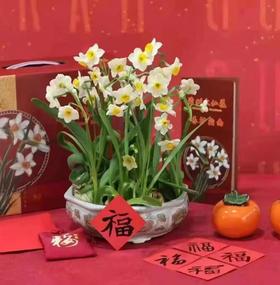 新春快乐——水仙花