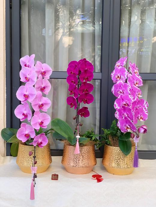 龙马精神——龙兰大辣椒 商品图2