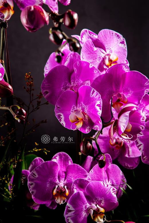 蛇跻新程 商品图2