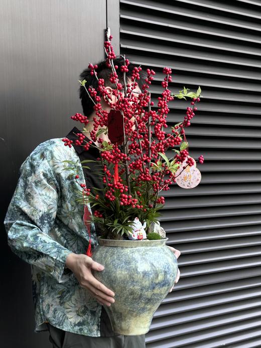 红红火火——鸿运冬青 商品图4