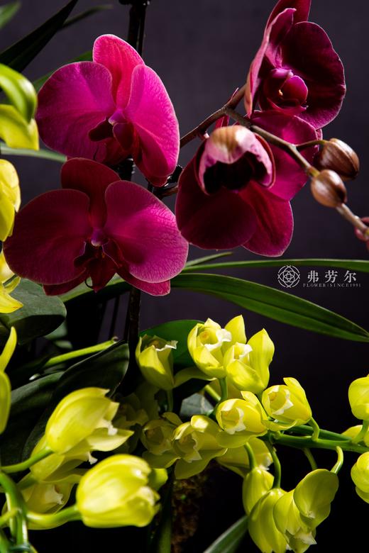 珠还蛇舞来 商品图3