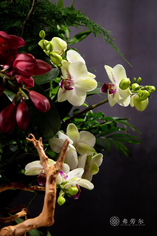 蛇舞吉祥家 商品图4