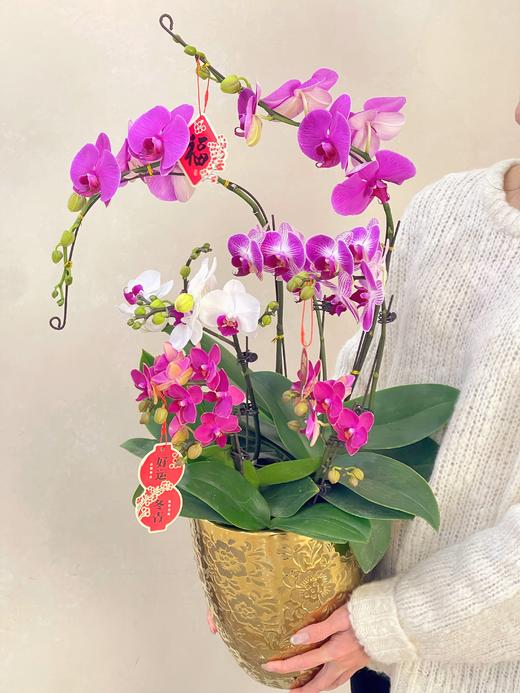 日进斗金- 设计师定制款蝴蝶兰8株 商品图1