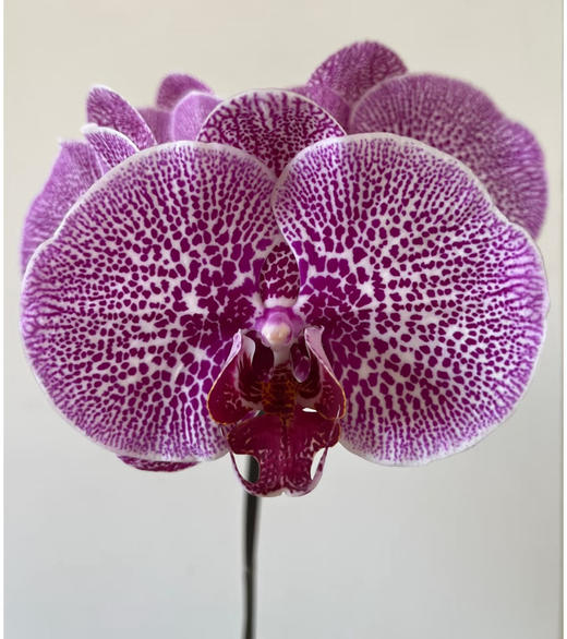 大展宏图——大豹斑蝴蝶兰10株 商品图3