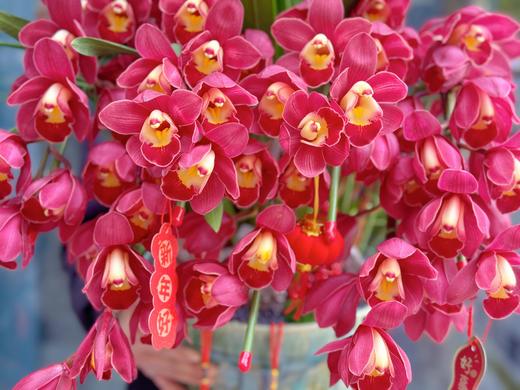 好事连连——红色大花蕙兰6枪 商品图2