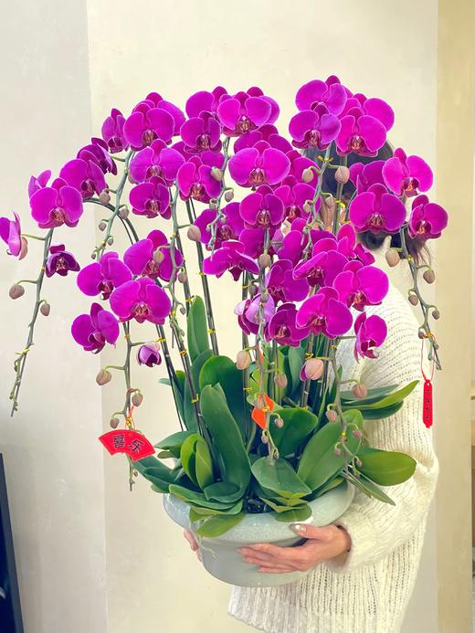 鸿运当头——红龙蝴蝶兰10株 商品图0