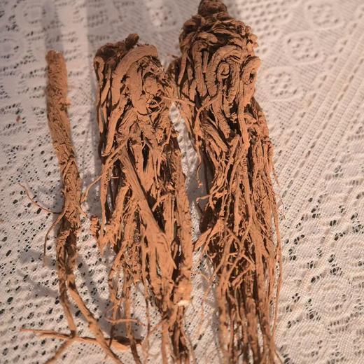 【积分兑换】010当归  【不熏硫  妇女之宝 香气浓郁 一整根滋养更全面【国家森林保护公园】 丽江老君山 高海拔 商品图2