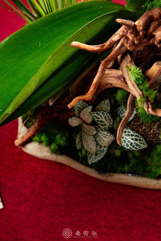 姹紫嫣红 商品图3