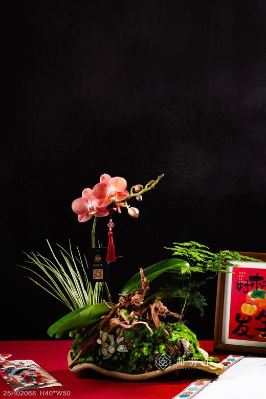 姹紫嫣红 商品图0