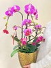 日进斗金- 设计师定制款蝴蝶兰8株 商品缩略图3