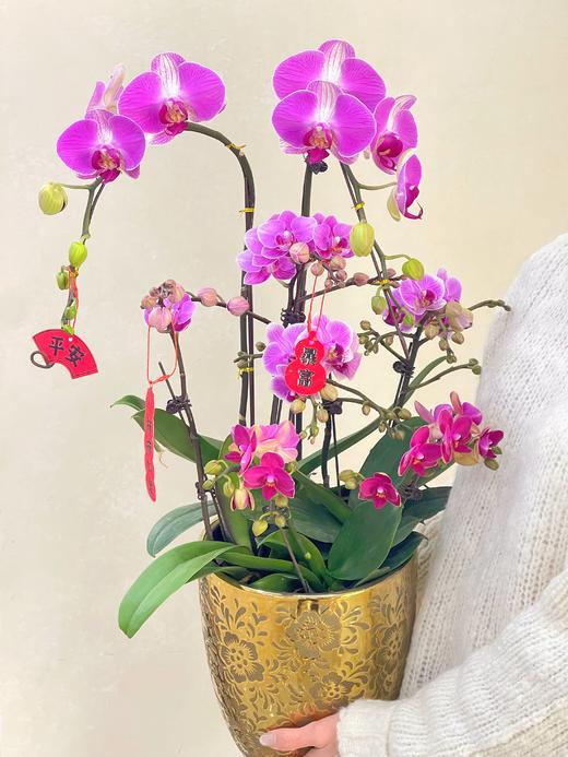 日进斗金- 设计师定制款蝴蝶兰8株 商品图3