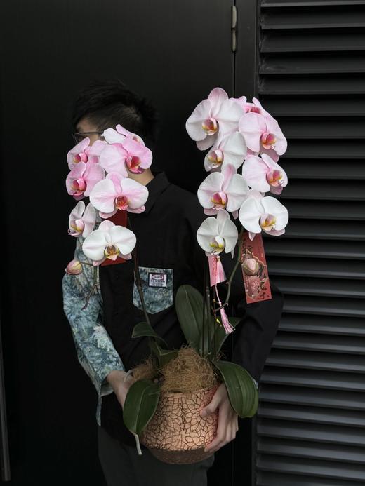 马卡龙双支蝴蝶兰 商品图3