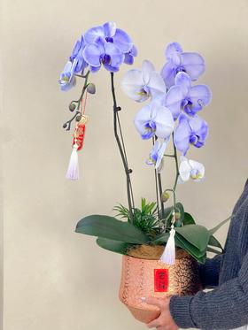 马卡龙双支蝴蝶兰
