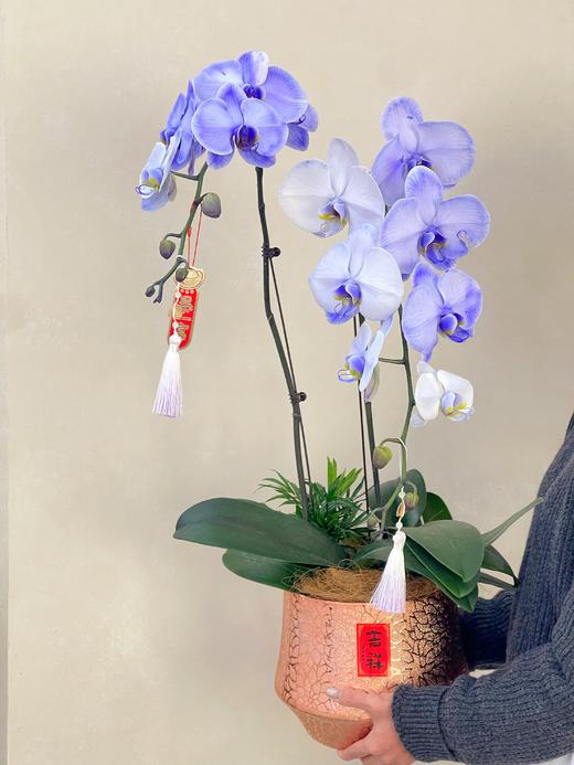 马卡龙双支蝴蝶兰 商品图0