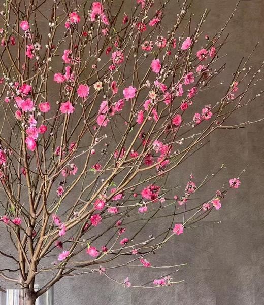 迎春接福——鲜切桃花（1支） 商品图1
