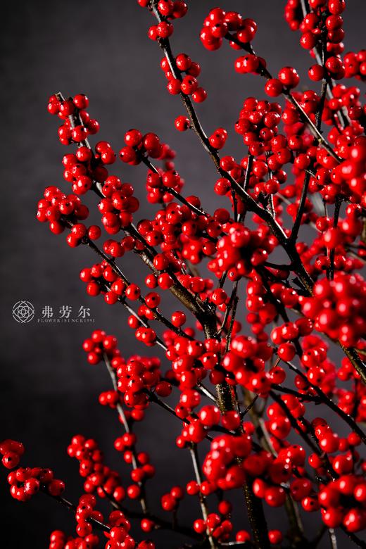 25年 年宵花 组合植物--冬青 商品图1