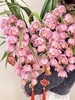 吉祥如意——粉色大花蕙兰6枪 商品缩略图2