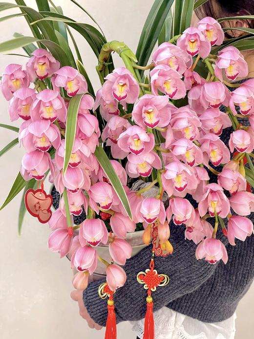 吉祥如意——粉色大花蕙兰6枪 商品图2