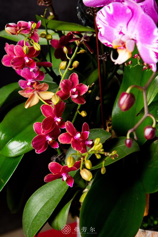 蛇跻新程 商品图4