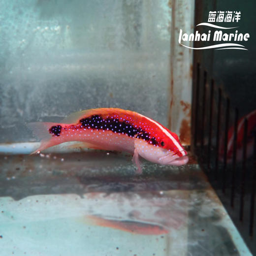 月尾斑 商品图2