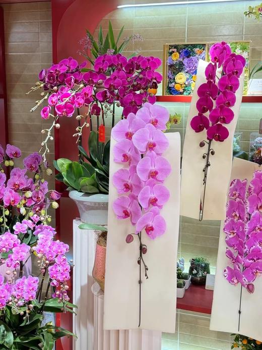 龙马精神——龙兰粉冠军 商品图4