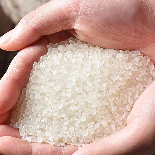 「5斤装！生态香米」东北生态米5斤五常农家大米稻香米口感劲道圆粒米24新米现磨粮油米面 商品图1