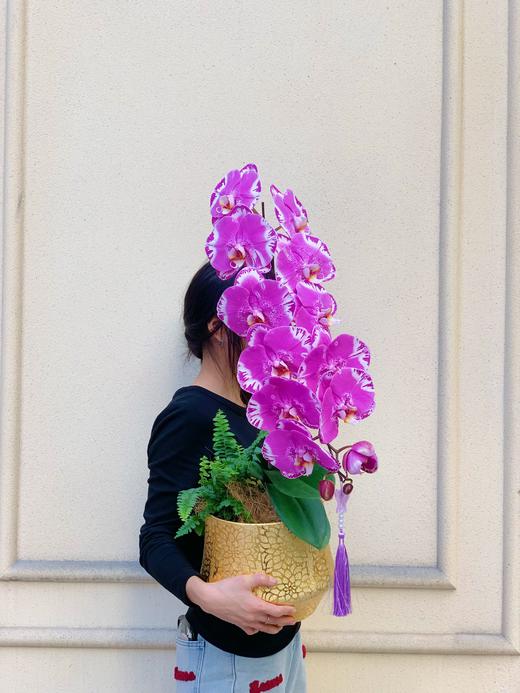 龙马精神——龙兰藏宝图 商品图1