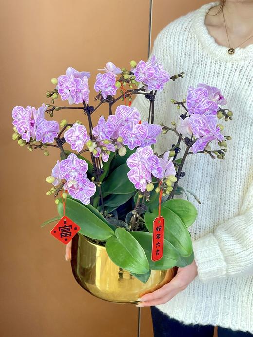 事事顺心——粉樱花蝴蝶兰10株 商品图1