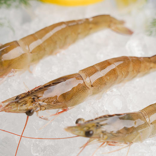 有机虾（带头生虾）净重400g/盒*3 天然生长0添加0抗生素0激素 商品图6