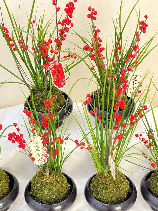 招财纳福——苔玉冬青 商品图2
