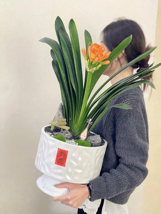 喜庆盈门——君子兰 商品图0