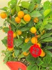大吉大利——四季年橘 商品缩略图1