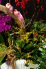 25年 年宵花 组合植物--冬青 商品缩略图3