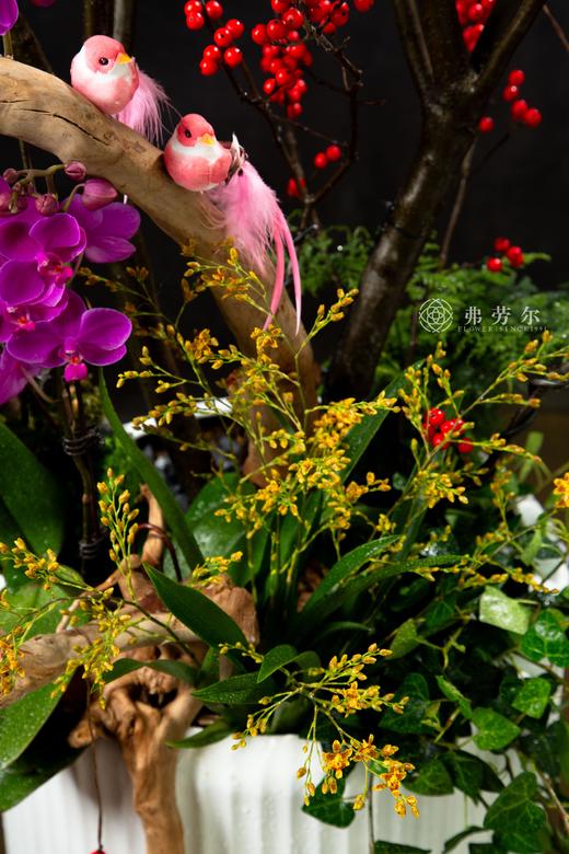 25年 年宵花 组合植物--冬青 商品图3