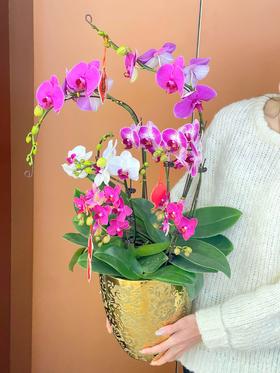 日进斗金- 设计师定制款蝴蝶兰8株